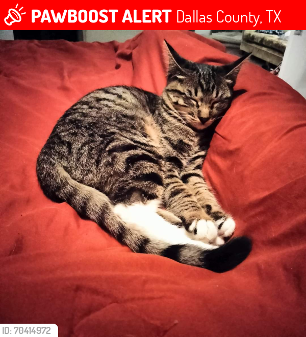 Lost Female Cat last seen Alpha Rd..near Golf course close to Preston Rd.., Dallas County, TX 75230