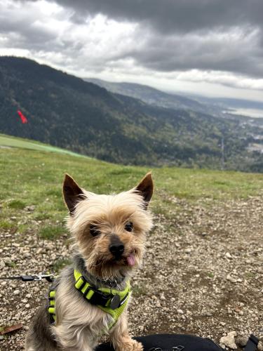 Lost Male Dog last seen 4th Place S and S 212 Street, Des Moines, WA 98198