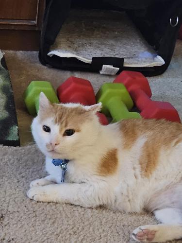 Lost Male Cat last seen Near EdgeCreek Trl next door to the Legacy at Cranberry Landing on Norton Street near Densmore Rd., Irondequoit, NY 14609