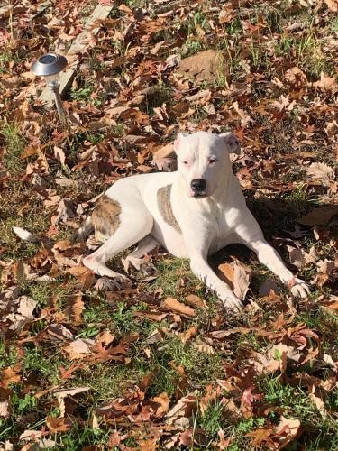 Lost Female Dog last seen industrial dr and whitehorse pike, Chesilhurst, NJ 08089
