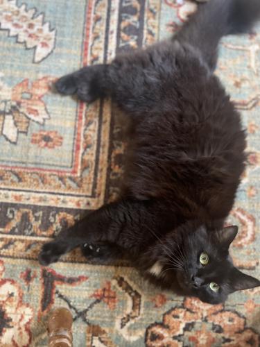 Lost Female Cat last seen New Rd and Gehring , Tolland, CT 06084
