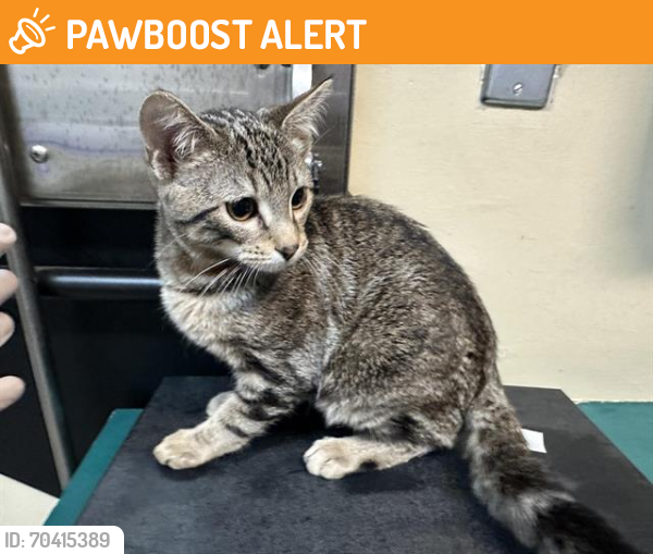 Shelter Stray Male Cat last seen WASHINGTON AT ROSE BOWL, Pasadena, CA 91105