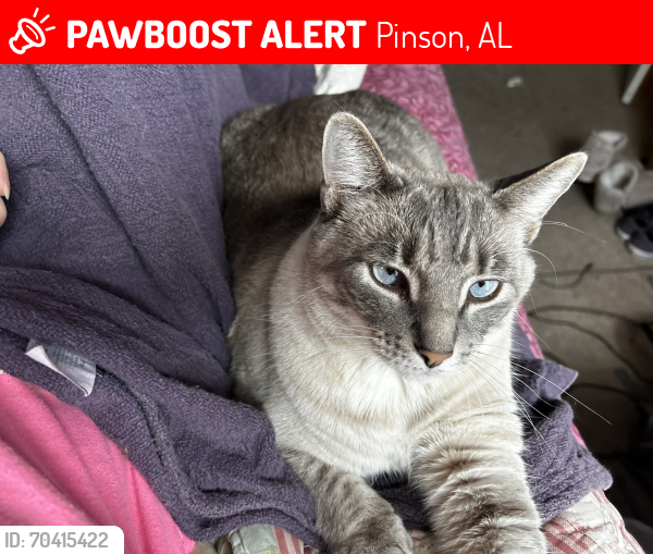Lost Male Cat last seen Heather Ridge Circle , Pinson, AL 35126