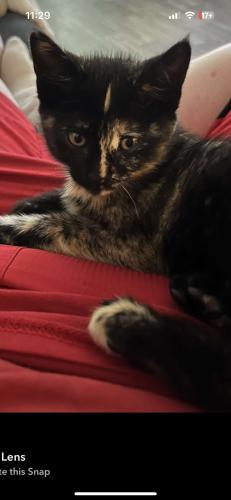 Lost Female Cat last seen Caer ave, Sioux Falls, SD 57107