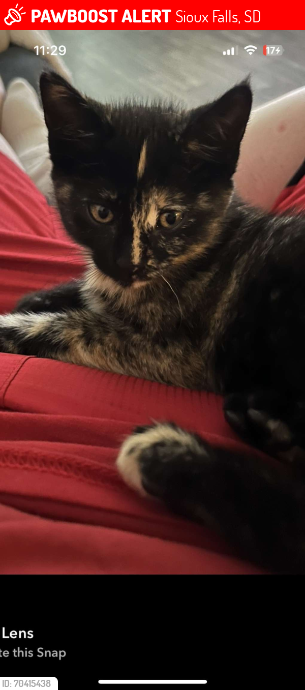 Lost Female Cat last seen Caer ave, Sioux Falls, SD 57107