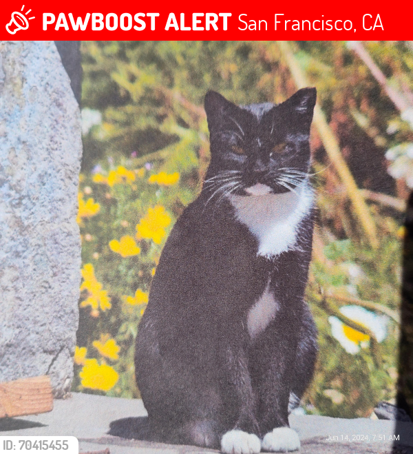 Lost Female Cat last seen  In between Revere and Quesada (Fitch Street) Bayview Hunters Point , San Francisco, CA 94124