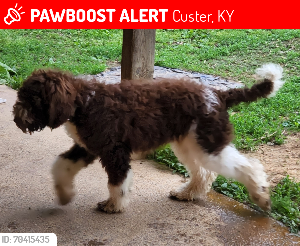 Lost Male Dog last seen HWY 690 Custer Kentucky, Custer, KY 40115