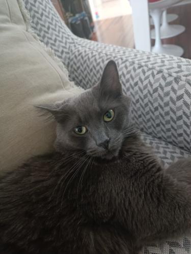 Lost Female Cat last seen Trapper Cres. Mississauga , Mississauga, ON L5L