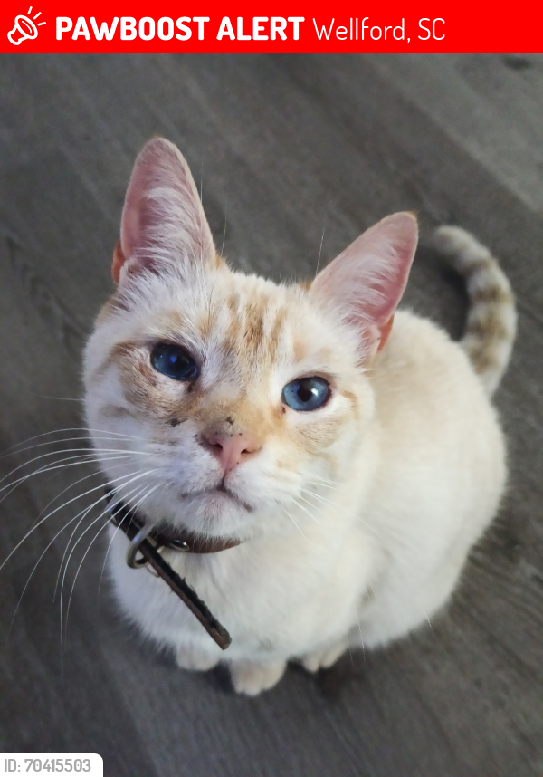 Lost Male Cat last seen Finch Rd & Sherwood Dr, Finch Rd & Old Spartanburg Hwy, Wellford, SC 29385