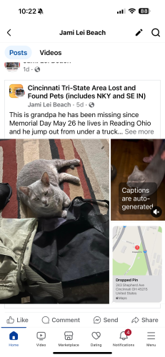 Lost Male Cat last seen Columbia Ave, Reading , Lockland, OH 45215