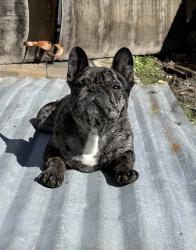 Lost Male Dog last seen W.9th st. , Santa Rosa, CA 95401