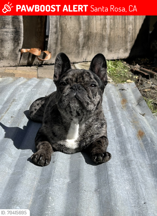 Lost Male Dog last seen W.9th st. , Santa Rosa, CA 95401
