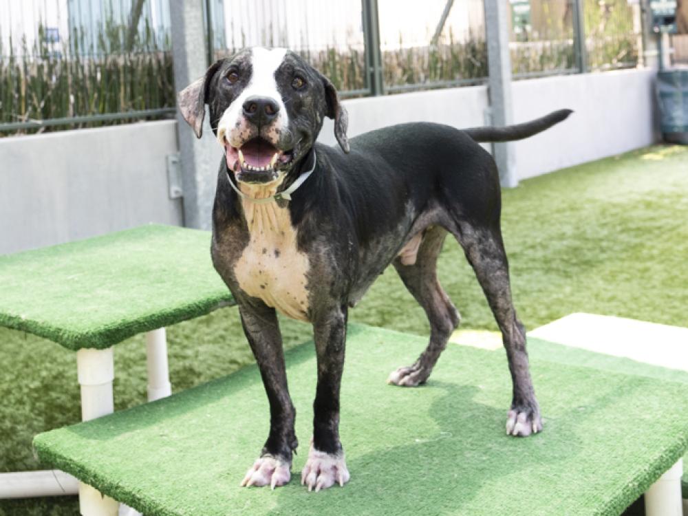 Shelter Stray Male Dog last seen SUMMIT/VILLA, Pasadena, CA 91105
