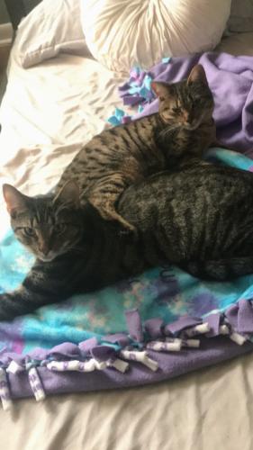 Lost Male Cat last seen Manry park area (fern street to be exact), Willowick, OH 44095