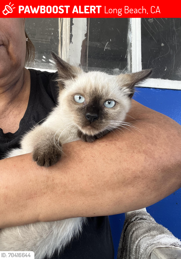 Lost Male Cat last seen Arbor St y Long Beach, Long Beach, CA 90805