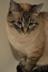 Lost Male Cat last seen Near Dragging Canoe, Woodstock, GA 30189, Woodstock, GA 30189