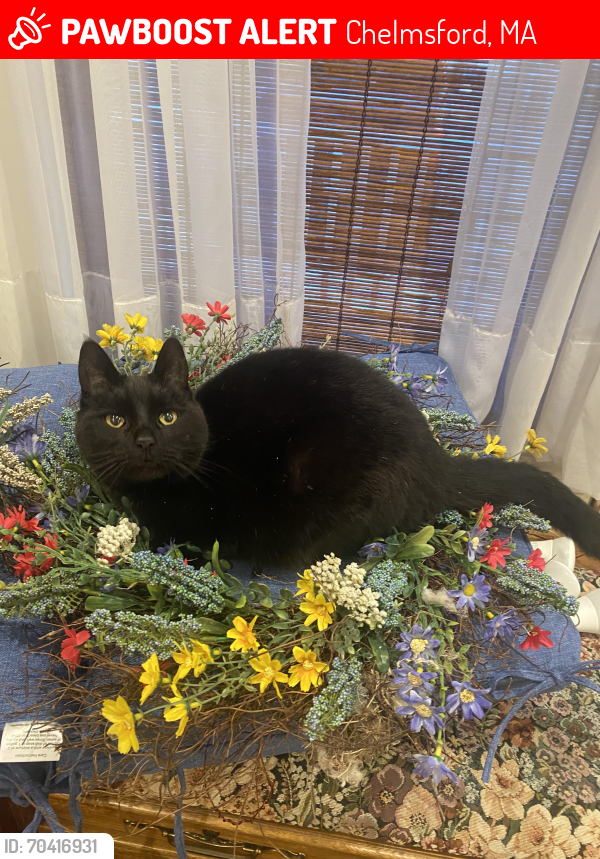 Lost Female Cat last seen Littleton Rd/Chelmsford Center, Chelmsford, MA 01824