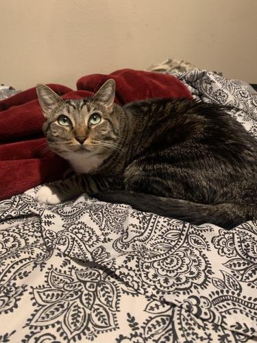 Lost Male Cat last seen Garfield Avenue and Kenneth Ave , Carmichael, CA 95608
