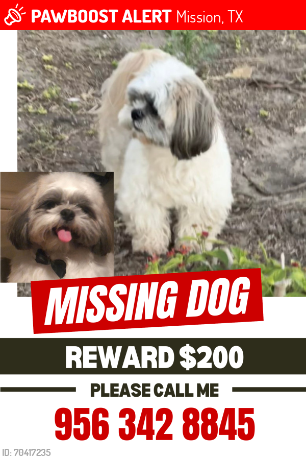 Lost Male Dog last seen Rio plata, Mission, TX 78572