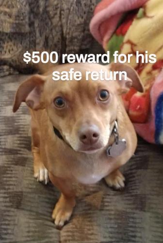 Lost Male Dog last seen Baker Blvd and Ash Path Dr  Richland hills texas, Richland Hills, TX 76118