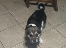 Lost Female Dog last seen Near s Kerr Avenue Wilmington 28403, Wilmington, NC 28403