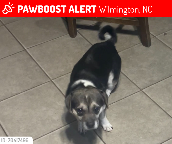 Lost Female Dog last seen Near s Kerr Avenue Wilmington 28403, Wilmington, NC 28403