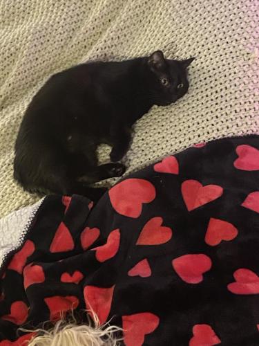Lost Female Cat last seen W Colfax and Federal near Empower Field , Denver, CO 80204
