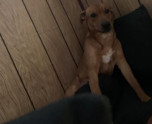 Lost Male Dog last seen Grant 55 near Forest Tower Truck stop. , Hensley, AR 72065