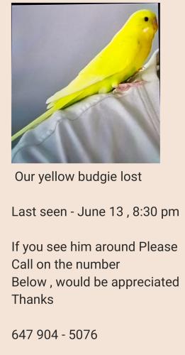 Lost Male Bird last seen Near Hockley path Brampton , Brampton, ON L6V 3R3