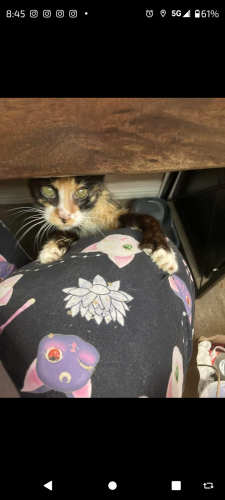 Lost Female Cat last seen Huron and 92nd, Northglenn, CO 80260