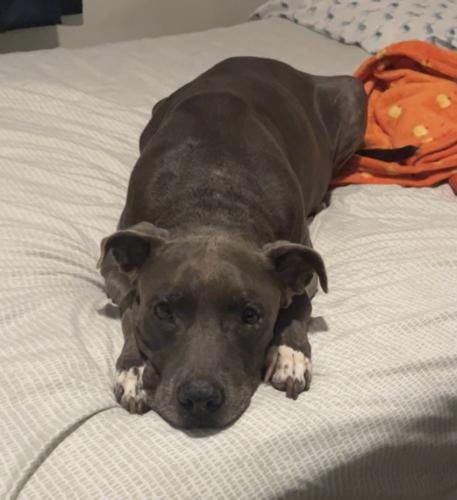 Lost Male Dog last seen Exmore Ave , Port St. Lucie, FL 34983