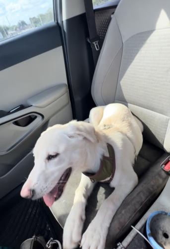 Lost Female Dog last seen Cross Bronx expressway & White plains rd exit , The Bronx, NY 10457