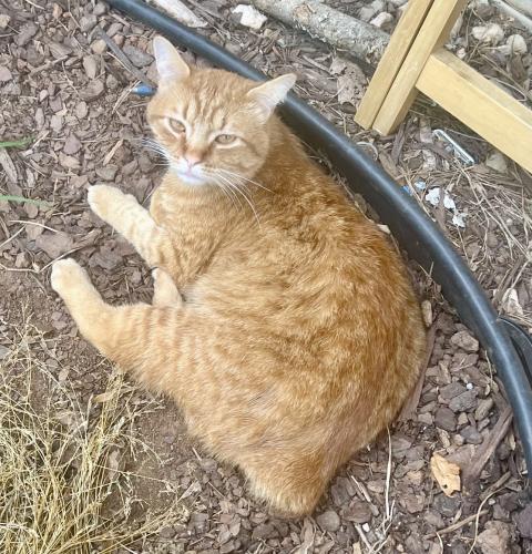 Lost Male Cat last seen Lodwick Dr and Jonathan. He could have wonder to Mimosa est , Blount County, TN 37777