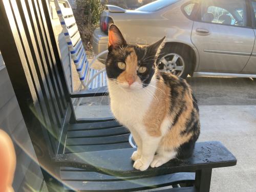 Lost Female Cat last seen She walks all up and down Shasta Trail, and most of the time she is to the right of 4400 shasta Trail facing towards the street, Louisville, KY 40213