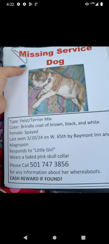 Lost Female Dog last seen W. 65th and Arch Street, Little Rock, AR 72209