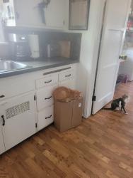 Lost Male Cat last seen Near south slauson ave cc ca 90230, Culver City, CA 90230
