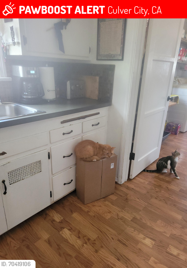 Lost Male Cat last seen Near south slauson ave cc ca 90230, Culver City, CA 90230