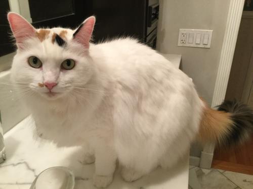 Lost Female Cat last seen  Ludlow Rd, Fairview, Chicopee, MA 01020