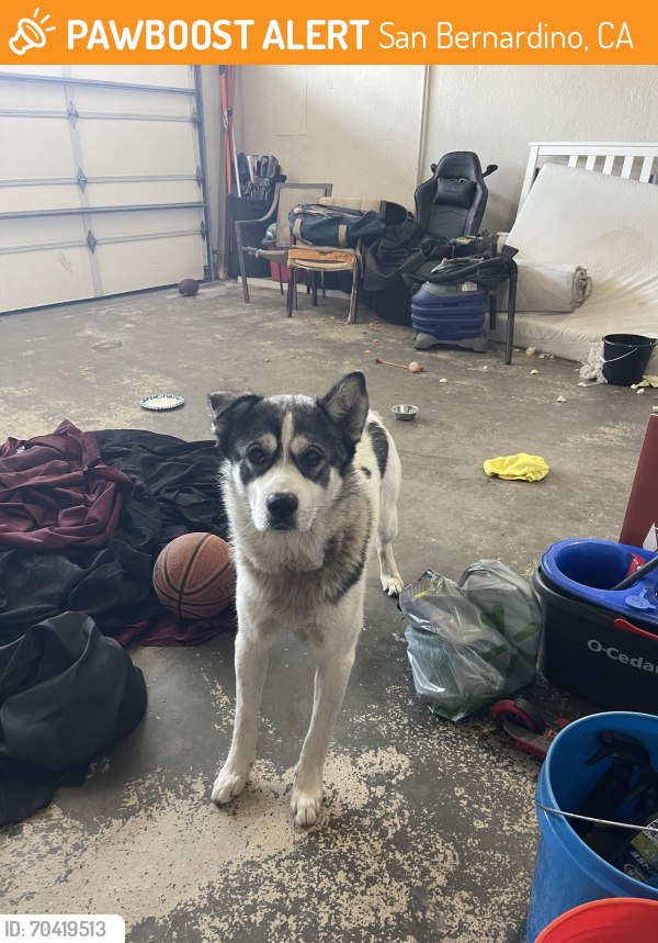 Found/Stray Unknown Dog last seen Macy and spruce San Bernardino,ca, San Bernardino, CA 92410