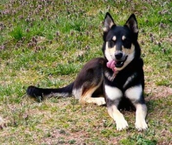 Reunited Unknown Dog last seen Jefferson st and magnolia, Riverside, CA 92501