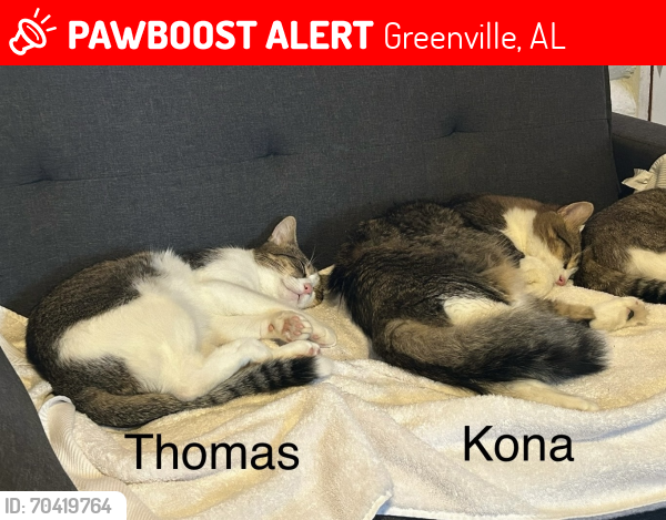 Lost Male Cat last seen Near Pizza Hut, gas station Fort Dale Road, Greenville, AL 36037