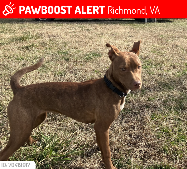 Lost Female Dog last seen The Richmond Dairy , Richmond, VA 23230