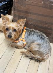 Lost Male Dog last seen County Rd, District Heights, MD 20747
