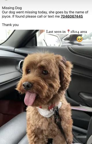 Lost Female Dog last seen Near , Charlotte, NC 28214