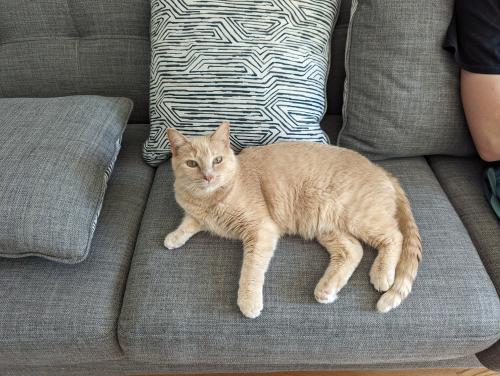 Lost Male Cat last seen In the Quaker Green neighborhood near S. Quaker Lane and New Britain Ave., West Hartford, CT 06110