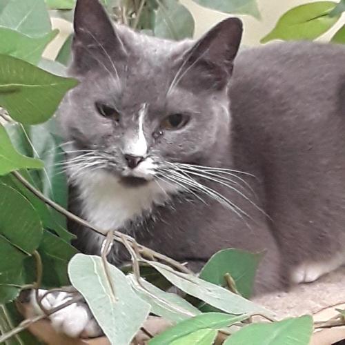 Lost Male Cat last seen Buckingham ave/Georgetown dr, Gastonia, NC 28054