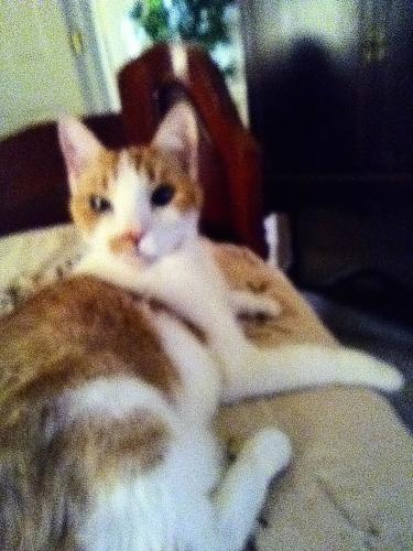 Lost Male Cat last seen Rosemont, West 8th Street, Cincinnati, OH 45205