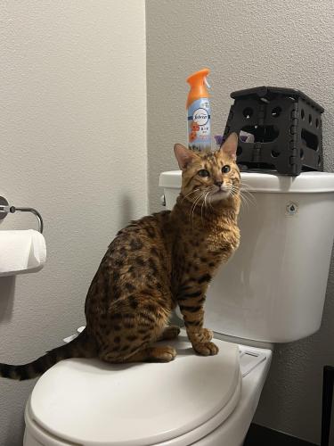 Lost Male Cat last seen Vincennes St and Reseda , Los Angeles, CA 91324