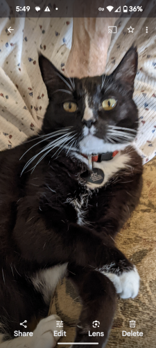 Lost Female Cat last seen Stewart Rd and Woodson, Colton, CA 92324
