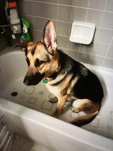 Lost Female Dog last seen Near Ford Rd Delaware OH, Delaware, OH 43015